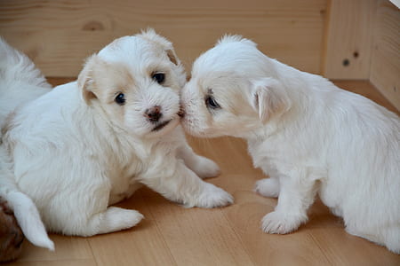 two white short-coat puppies sitting of parquet floor thumbnail