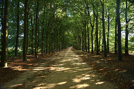 road between trees during daytime thumbnail