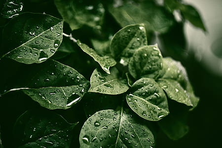 depth of field photography of green leafed plant thumbnail