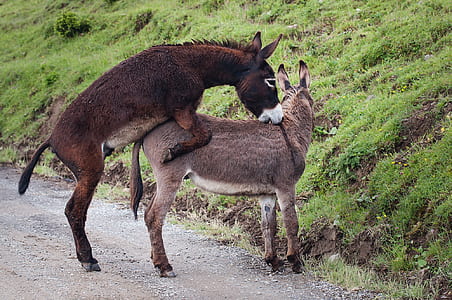 two mating donkeys during daytime thumbnail