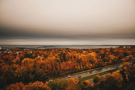 Aerial View of Orange Trees thumbnail