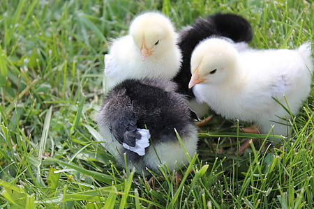 two black and yellow chicks standing on green grass thumbnail