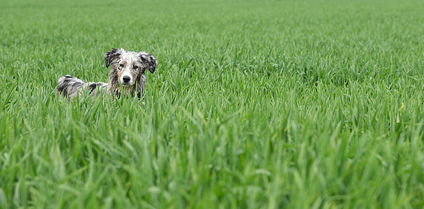 brown dog on green grass field during daytime thumbnail