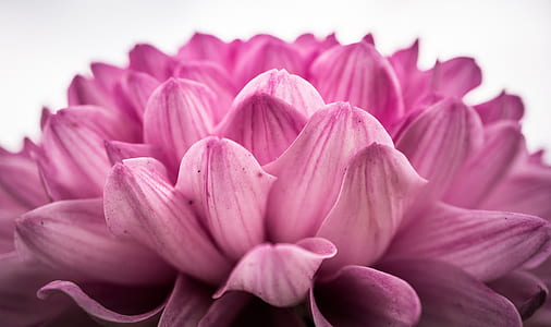 purple petaled flowers thumbnail