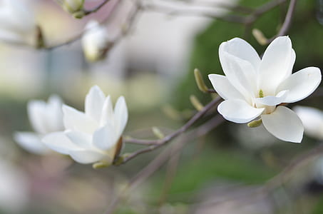 macro photography of white flowers thumbnail