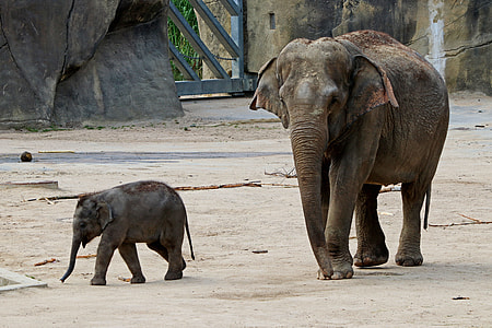 adult and baby elephant walking on gray pavement thumbnail