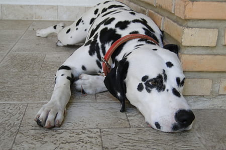 a dog of a white, short-haired breed with dark spots.rnLarge, powerful dogs are frequently targeted, including Akitas, chow chows, Dalmatians , Dobermans, German Shepherds, Great Danes, pit bulls, Rottweilers as well as mixes of these breeds.rn thumbnail