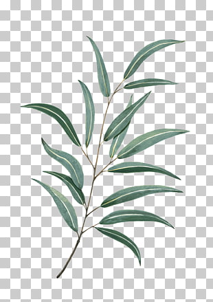 Leaf Watercolor painting Drawing Tattoo, Watercolor leaves, green leaf PNG clipart