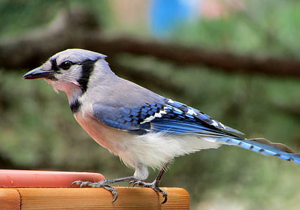 white and blue Blue Jay bird in focus photography thumbnail