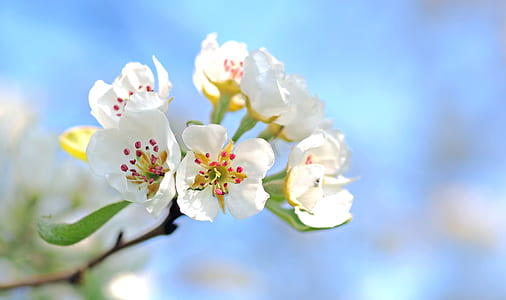 Closeup Photo of White Petaled Flowers Red and Yellow Stigma thumbnail