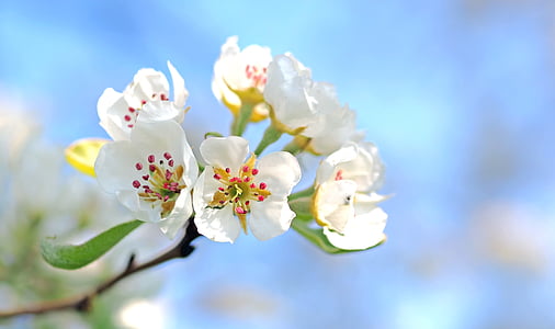 shallow focus photography of white flowers thumbnail
