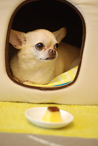 fawn Chihuahua puppy inside pet bed thumbnail
