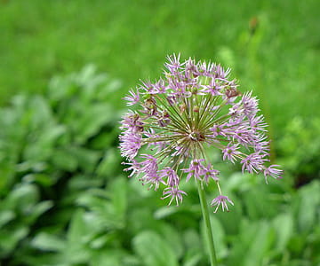 Pink allium flower in bloom. thumbnail