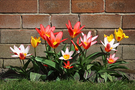 red and yellow petaled flowers thumbnail