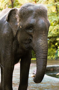 black elephant on body of water at daytime thumbnail