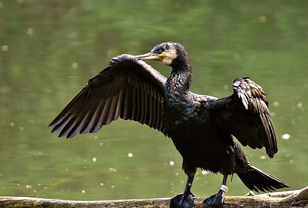 black and brown bird thumbnail