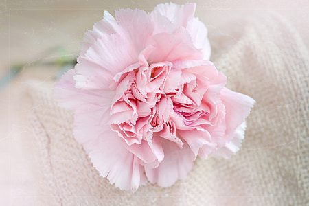 pink carnation flower on white cloth thumbnail