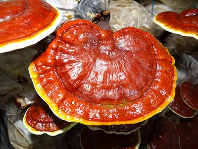 Ganoderma, Medicinal Mushrooms thumbnail