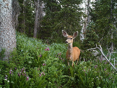 mule deer, doe, female, wildlife, nature, portrait thumbnail