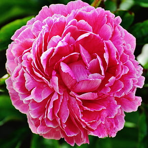 pink petaled flower thumbnail