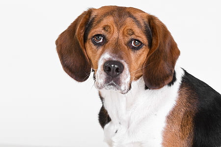 short-coated tricolor dog thumbnail
