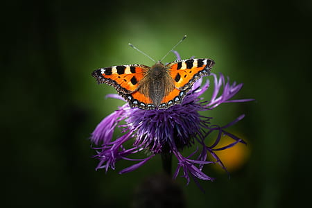 selective photo of orange and black butterfly perched on flower thumbnail