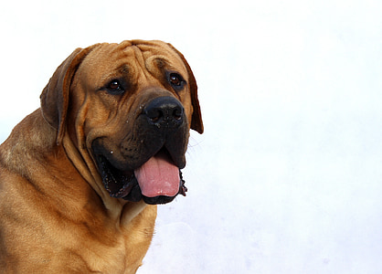 adult tan Tosa inu thumbnail