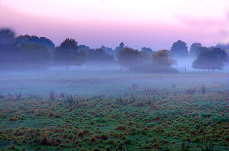 trees with fogs poster thumbnail