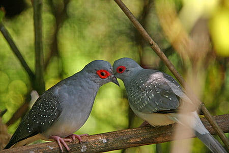 selective focus photography of two gray birds on top of tree branch thumbnail