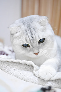 closeup photo of short-fur white kitten on white textile inside white painted wall room thumbnail