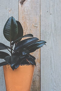 green rubber fig in orange pot thumbnail