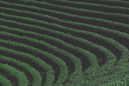 landscape photography of grass field thumbnail