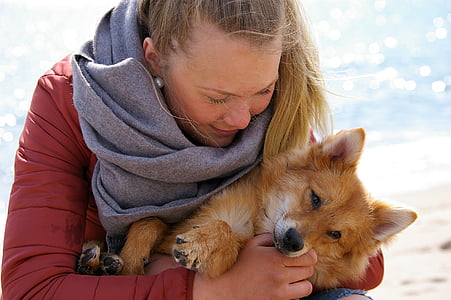 brown fox thumbnail