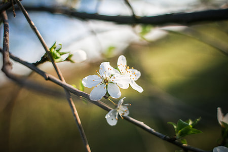 First Spring Blooms thumbnail