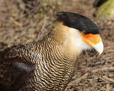 beige, orange, and black bird thumbnail