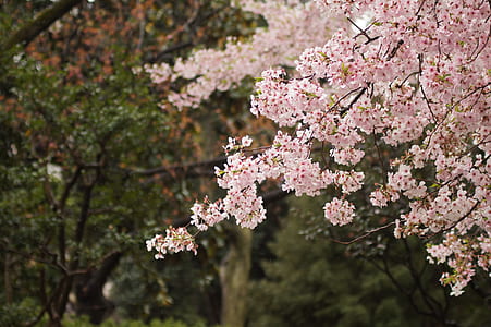 selective focus photography of cherry blossom thumbnail