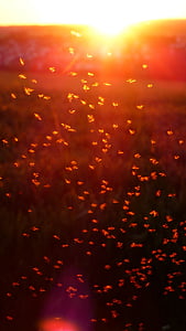 mosquito swarm, swarm, mosquitoes, fliegenschwarm, back light, insect thumbnail