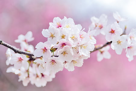 selective focus of white petaled flowers thumbnail