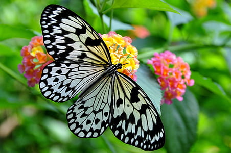black and white butterfly pierched on yellow clustered flowers taken during daytime thumbnail