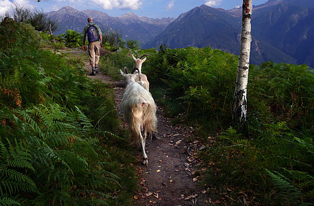 two goats near man walking on brown soil thumbnail