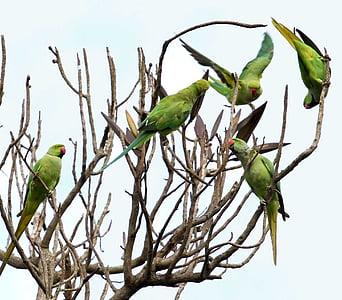 five rose-ringed parakeets on tree trunks thumbnail