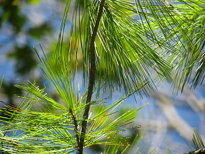 pine tree leaves thumbnail