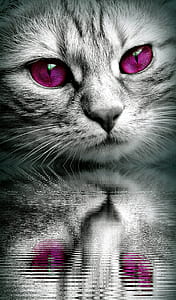 gray cat with purple eyes mirror image thumbnail