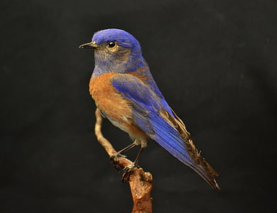 blue and brown bird on tree trunk thumbnail