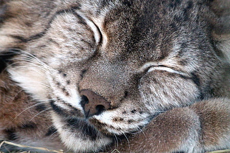 close up photo of gray cat thumbnail