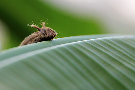 Caterpillar, Butterfly Caterpillar thumbnail
