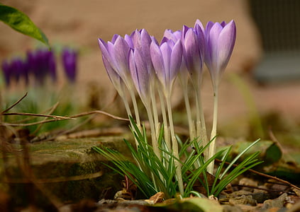 closeup photo of purple petaled flower thumbnail