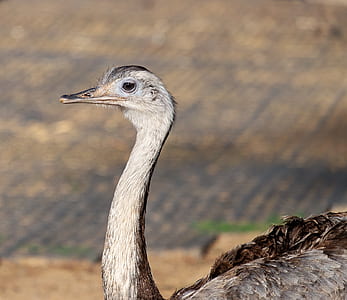 brown ostrich thumbnail