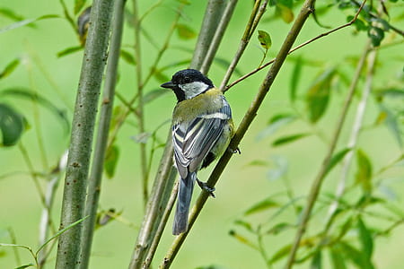 gray and green bird on tree branch thumbnail