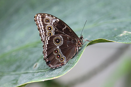 selective photo of brown and black butterfly resting in green leaf thumbnail